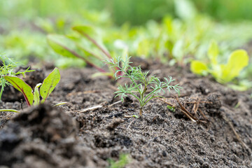 young crop of greenery on the garden plot, the concept of clean products