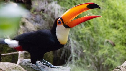 Tucan