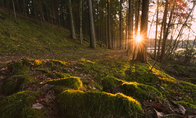 Wooded forest trees backlit by golden sunlight before sunset with sun rays pouring through trees on forest floor illuminating moss