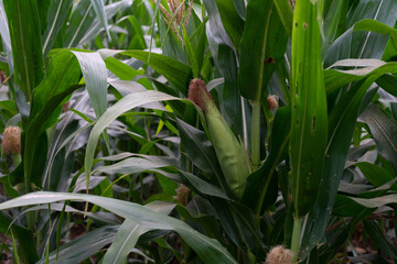 Obraz premium Corn leaf damaged by fall armyworm Spodoptera frugiperda.Corn leaves attacked by worms in maize field.