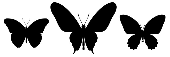 Butterfly black icon, isolated on white background