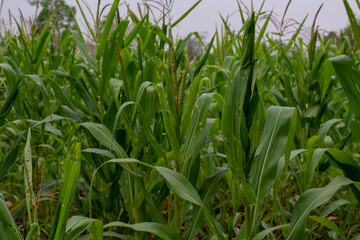 Fototapeta premium Corn leaf damaged by fall armyworm Spodoptera frugiperda.Corn leaves attacked by worms in maize field.