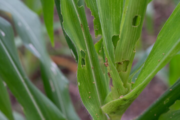 Obraz premium Corn leaf damaged by fall armyworm Spodoptera frugiperda.Corn leaves attacked by worms in maize field.