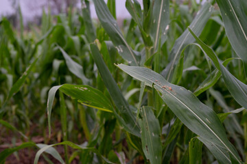 Corn leaf damaged by fall armyworm Spodoptera frugiperda.Corn leaves attacked by worms in maize field.