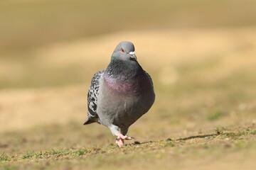 wild domestic pigeon standing on the ground (Columba livia domestica)