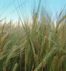 

A wheat field close up. You can see a bit of the blue sky