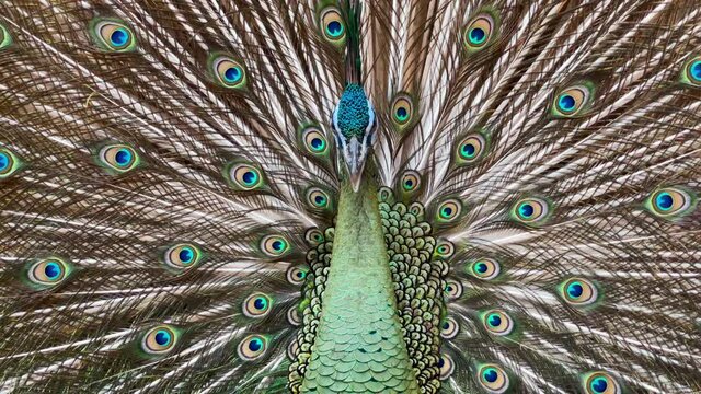 close up beautiful male peacock open tail