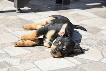 little cute black puppy is basking in the sun on the street paving slabs. The puppy raised one ear. Love for pets, caring for dogs.