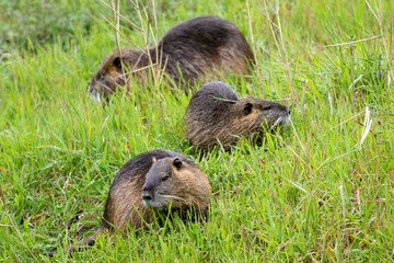 Ragondins in family eating grass on the bank of a small river