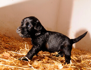 water dog puppy walking on hay floor