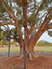Australian Ficus tree at Glenora street, Wynnum. January 5th 2020, Queensland, Australia