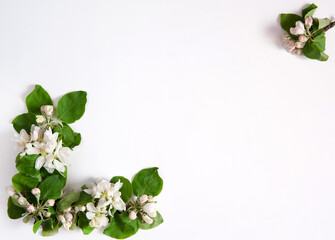 Flower arrangement. A frame of spring branches of a blooming apple tree with green leaves, white-pink buds and flowers on a white background. Top view. Free space.