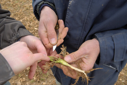 Agriculteur et technicien de la Chambre d'agriculture en train de constater les d&eacute;gats du gel sur un champ de colza. Examen du pied de colza