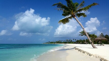 beach with palm trees