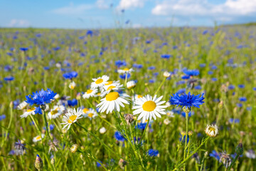 Beautiful blue Cornflower Centaurea cyanus. Beautiful flowers with blue bloom in summer meadow, Summer agriculture concept and landscape with blue sky.