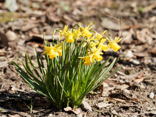 Narcissus cyclamineus des jardins | Narcisses nains ou jonquilles botaniques à tépales et...