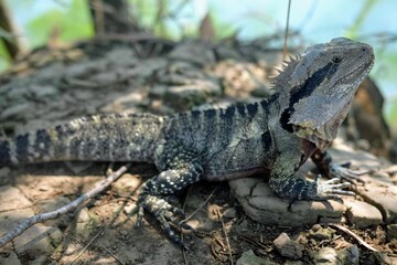 オーストラリアに生息している野生のトカゲ