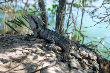 オーストラリアに生息している野生のトカゲ