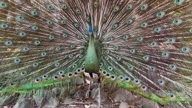 close up beautiful male peacock open tail