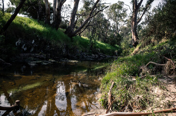 river in the forest
