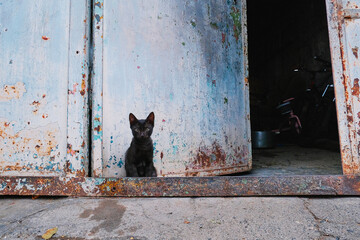 little kitten sitting by the rusty door