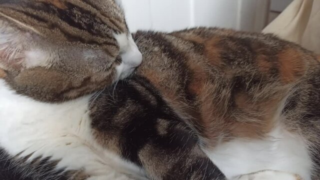 chat en train de se nettoyer