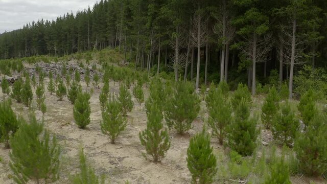 Reforestation of pine tree forest with young saplings and older trees, aerial
