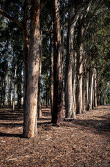 trees in the park