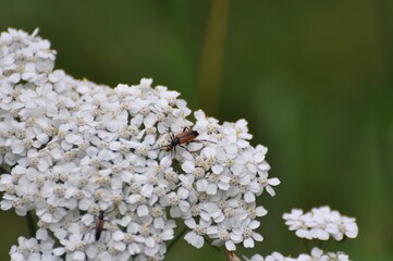 Gemeiner Steinbockkäfer