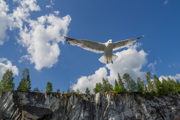 Seagull in flight.