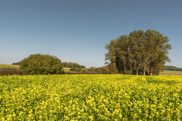 Blühendes Rapsfeld mit Baumgruppe, Hegau, Baden-Württemberg, Deutschland