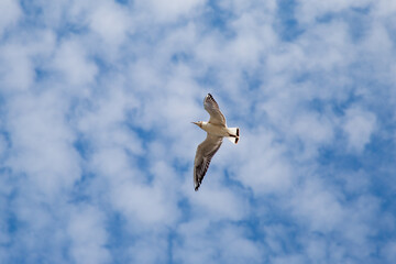 Seagull in flight.