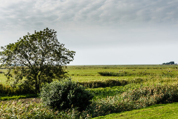 Fototapeta premium Typische Landschaft mit Weideflächen auf der Halbinsel Nordstrand, Nordfriesland, Schleswig-Holstein, Deutschland