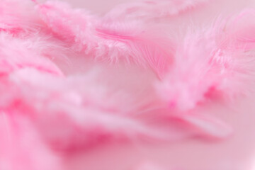 Pink feather on pink background, selective focus, copy space
