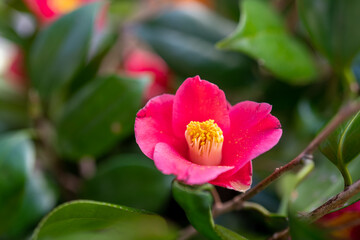 Obraz premium 日本の花、山茶花/サザンカ/さざんか