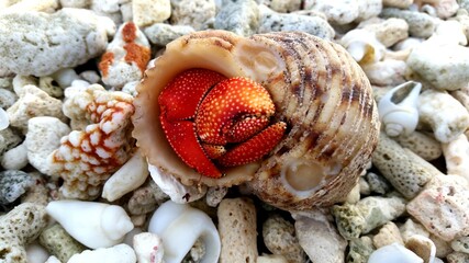 Crab in shell