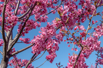 青空と寒緋桜/カンヒザクラ/サクラ/さくらの花