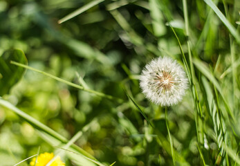 Dandelion seeds in the morning sunlight on a fresh green blured background