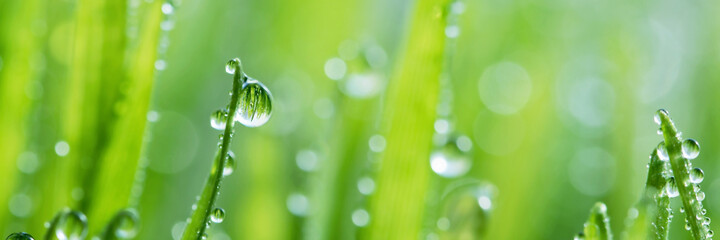 Fototapeta premium macro wet spring green grass background with dew. natural beautiful water drop on leaf in sunlight, image of purity and freshness of nature, copy space. ecology, fresh wallpaper concept. banner ready
