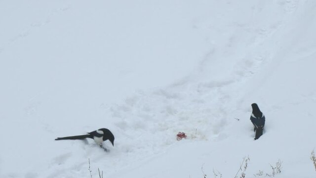Two magpies fight in snow in winter over food