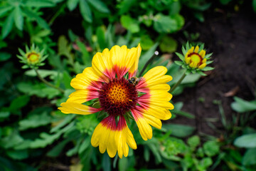 One vivid yellow and orange Gaillardia flower, common known as blanket flower,  and blurred green leaves in soft focus, in a garden in a sunny summer day, beautiful outdoor floral background.