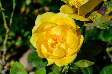 Close up on one delicate fresh vivid yellow rose and green leaves in a garden in a sunny summer day, beautiful outdoor floral background photographed with soft focus.