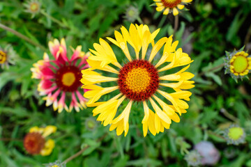 Top view of one vivid yellow and red Gaillardia flower, common name blanket flower,  and blurred green leaves in soft focus, in a garden in a sunny summer day, beautiful outdoor floral background.