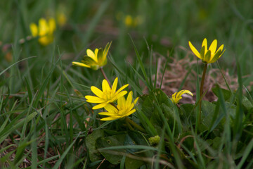 Ficaria verna,( formerly Ranunculus ficaria L.) Commonly known as lesser celandine or pilewort. It has fleshy dark green, heart-shaped leaves and distinctive flowers with bright yellow, glossy petals.