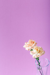 Fresh carnations on pink background. Text space. Floral background.
