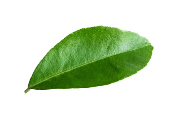 Fototapeta na wymiar Lemon leaves isolated on white background,clipping path