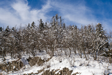 forêt en hiver avec la neige