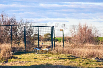 Pair of Great Bustards, Otis tarda, in the Villafáfila lagoons at dusk.