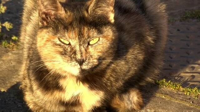 Micia