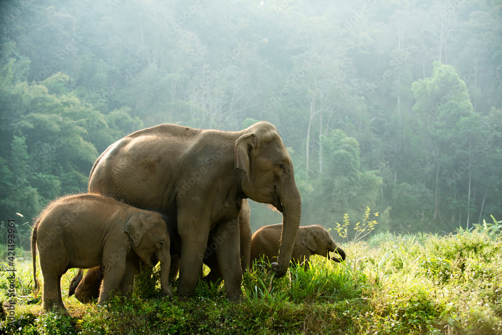 Wall mural elephant family walking through the meadow